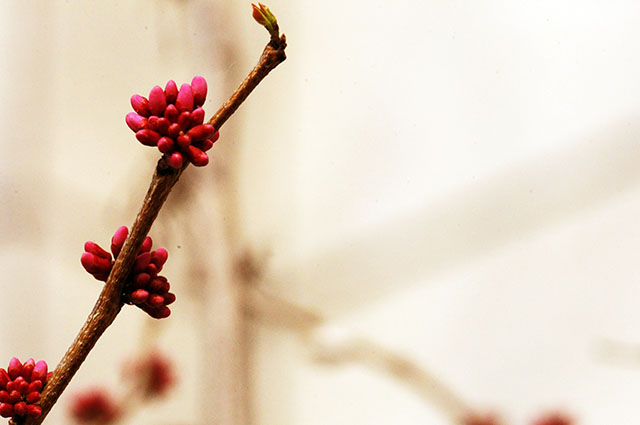 安国医院：寻常好景时时有，人间最美三月天。