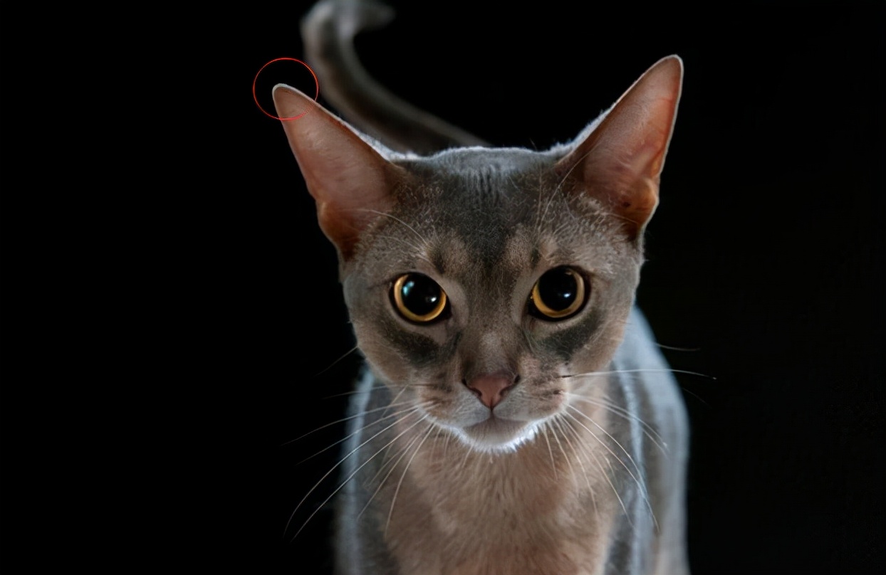 宠物克隆的视频,宠物克隆是100%成功吗