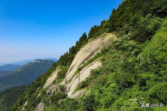 正宗南岳云雾茶,南岳区高山云雾茶制作