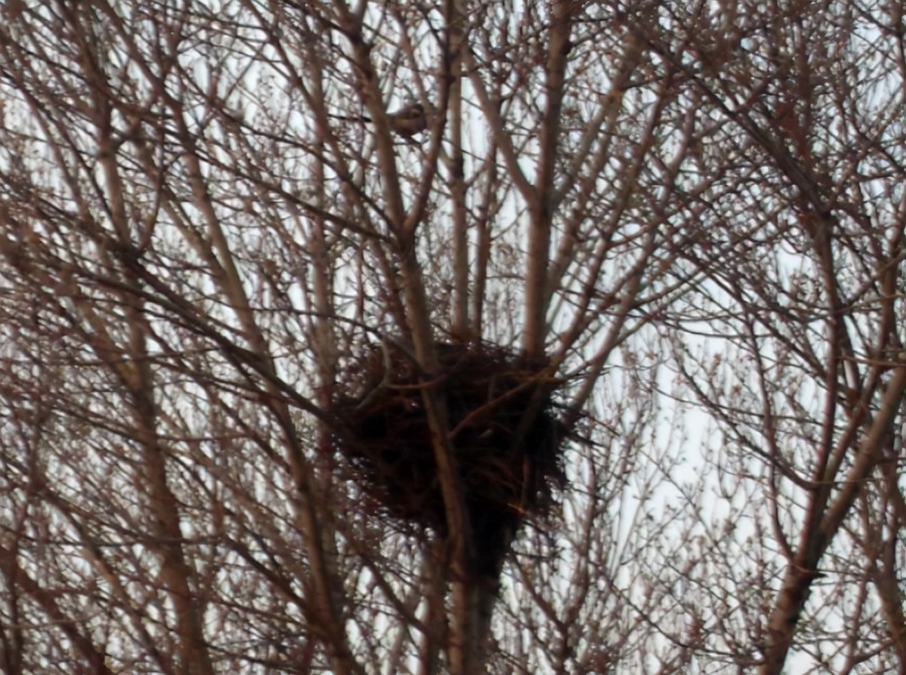 喜鹊窝搭得乱七八糟为何不怕风雪,喜鹊窝建造全过程