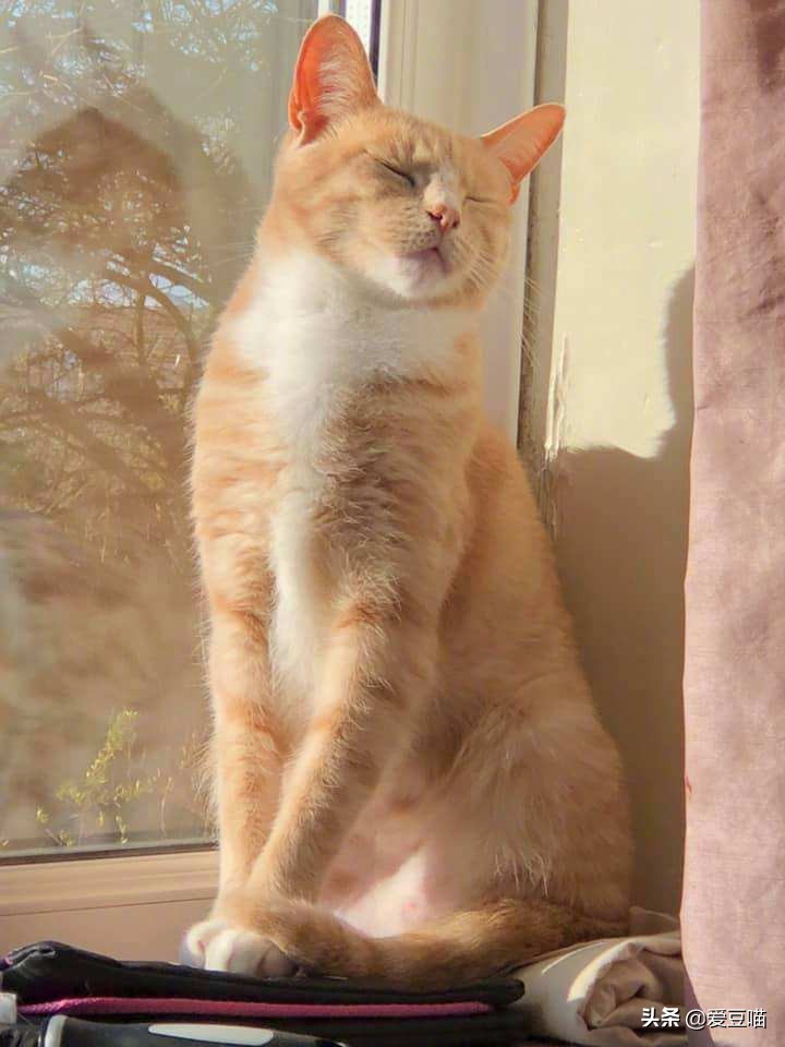 猫癣反反复复要怎么治疗好,猫癣反反复复好不了怎么办