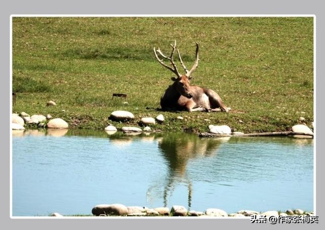 新生儿屁股上的淤青是怎么造成的,为什么刚出生的婴儿屁股上有淤青