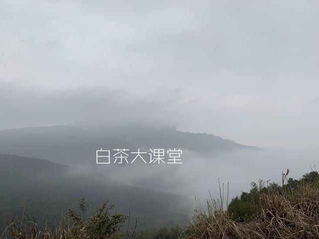 为白茶中的茶梗平反，虽然不好看，对滋味却大有贡献