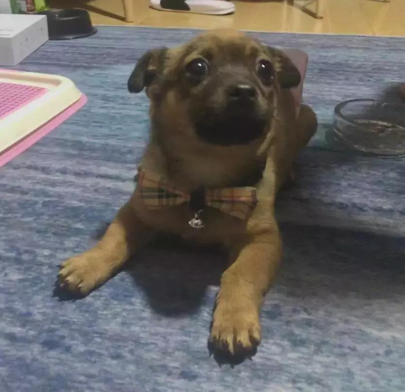 给它们一个家|线上宠物领养日,201903101