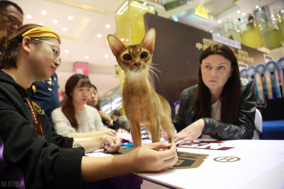 厦门顶级猫街介绍,厦门猫街值得去吗