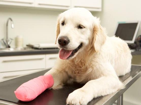 犬骨髓炎症状是什么,犬骨髓炎