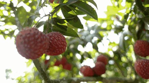 荔枝界的爱马仕,广东荔枝首选桂味荔枝