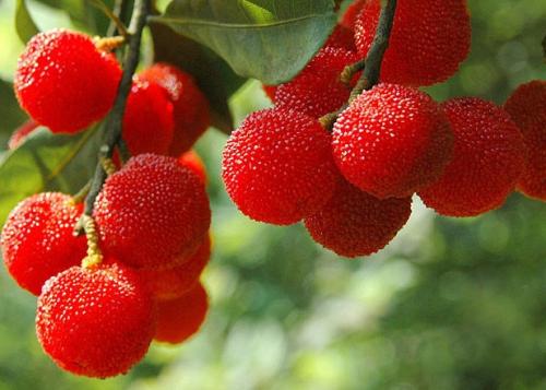 梅雨季摘杨梅,又到了吃杨梅的季节摘杨梅