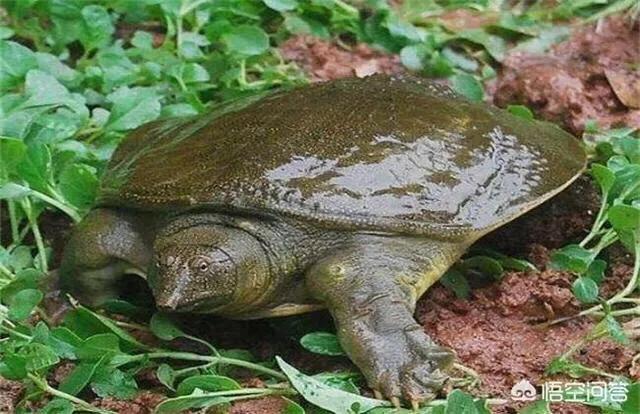 怎样辨别野生甲鱼和饲养甲鱼,野生水库怎么辨别有没有甲鱼存在