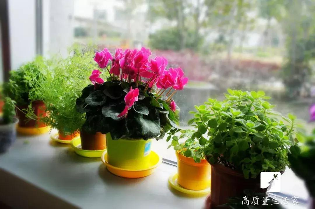 吸甲醛最好的植物排名,装修房子吸甲醛最好的是什么植物