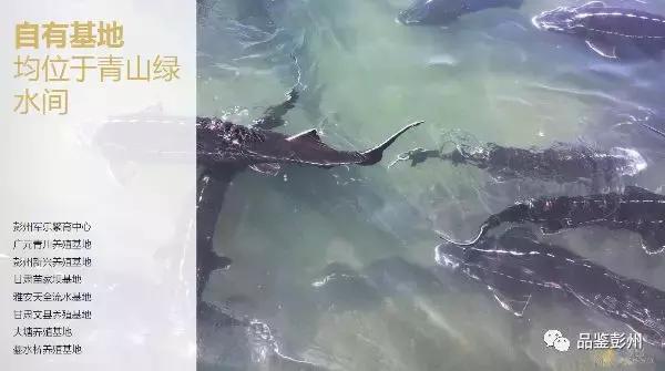 珍贵的鲟鱼子酱,顶级的鲟鱼子酱