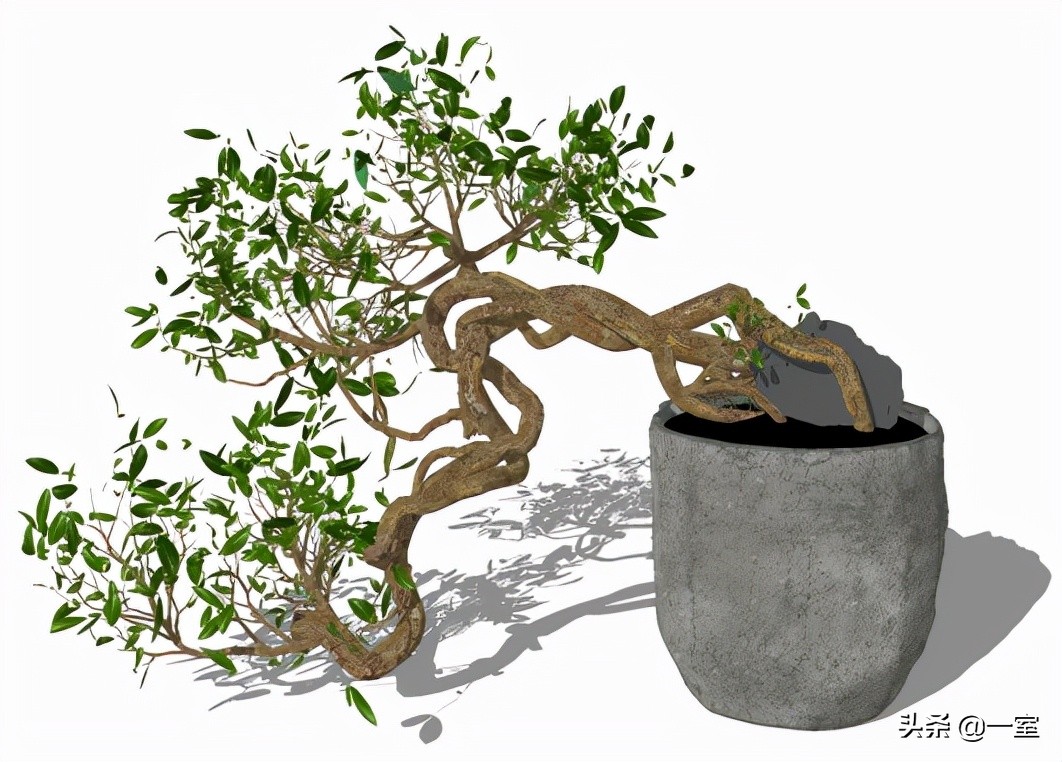 网红庭院植物搭配,网红绿植搭配技巧