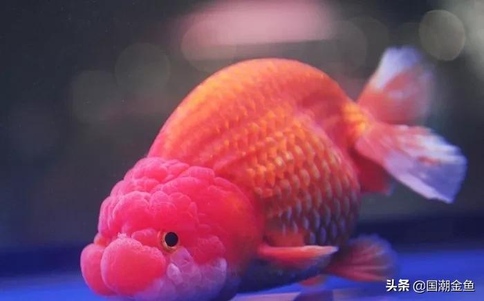 鱼缸多少鱼可以旺财运,养鱼是否旺财运和运气