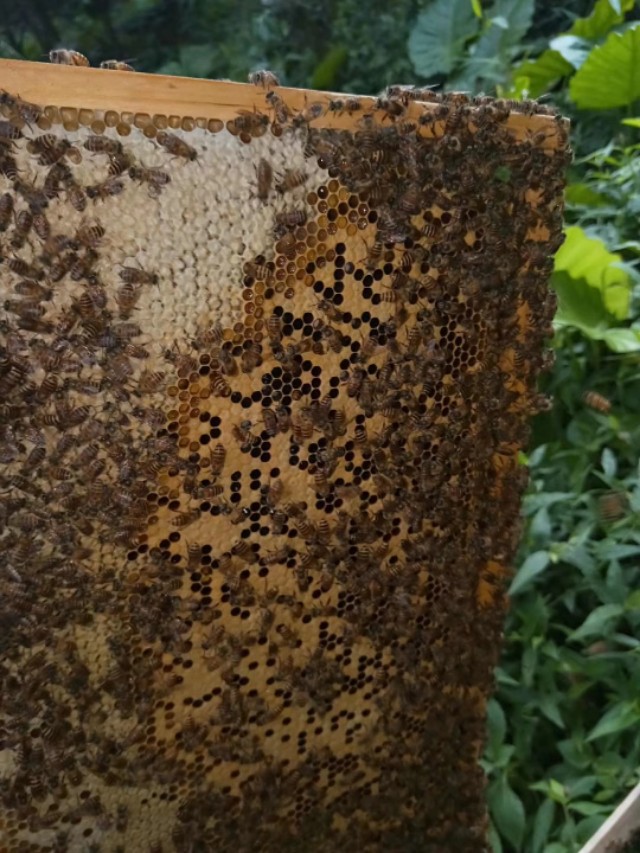 纯天然百花蜂蜜土特产,百花牌蜂蜜测评
