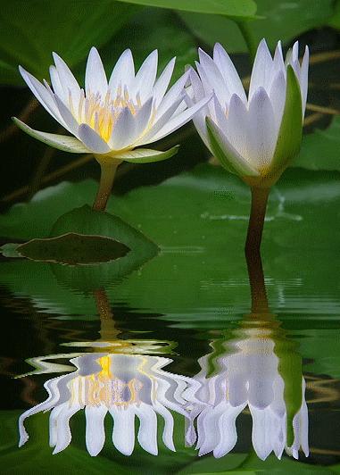 几十张绝美的图,绝美花的倒影100张图片