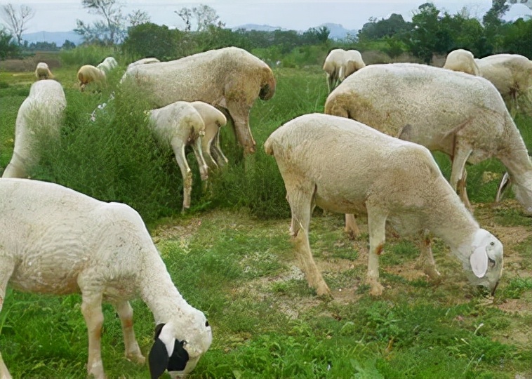 投资一万元养殖蚂蚱利润是多少,在农村搞养殖养什么投资比较小