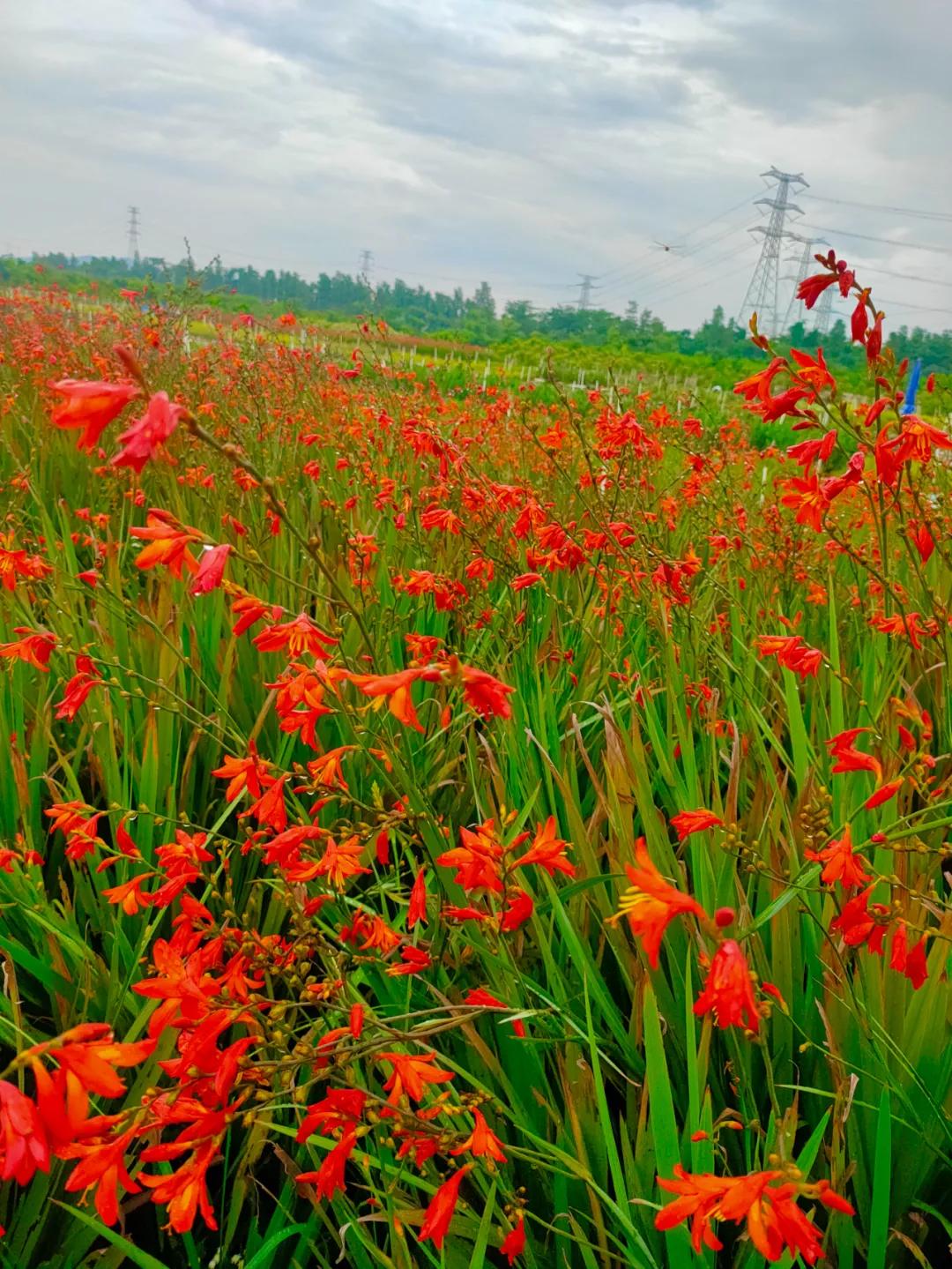 花园庭院设计花卉园艺,花园搭配的草类植物