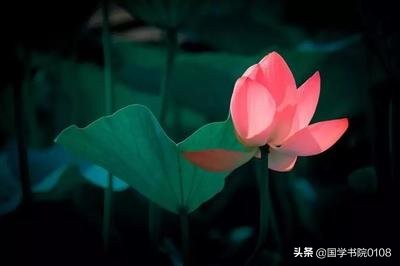 有哪些描写夏季荷花的绝美的诗词,夏天荷叶荷花池塘的诗词