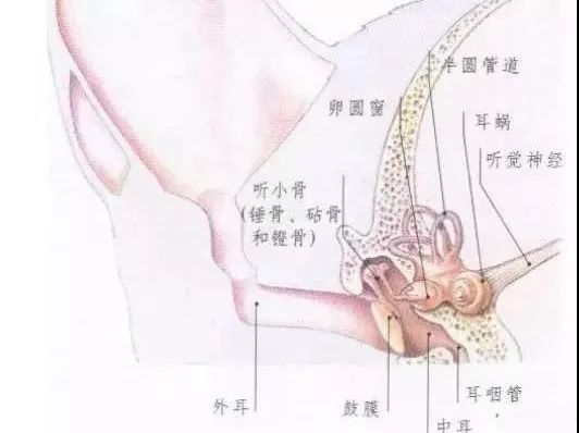 如何给猫咪清理耳螨硼酸,猫咪长耳螨用什么清洗