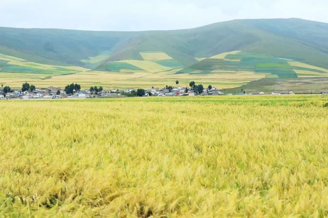 青海青稞丰收,青海沙棘丰收