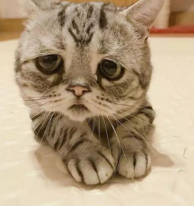 以前养猫跟现在养猫区别,以前养猫和现在养猫的区别