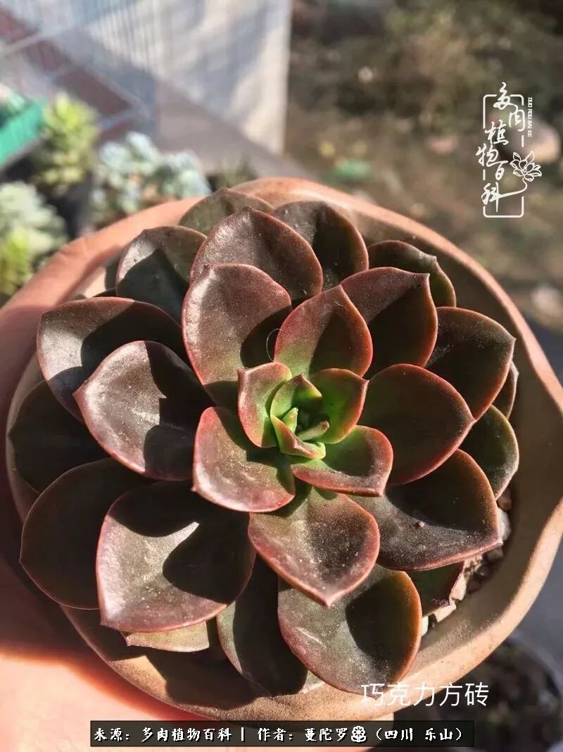 转角遇见多肉,遇见多肉治愈自己