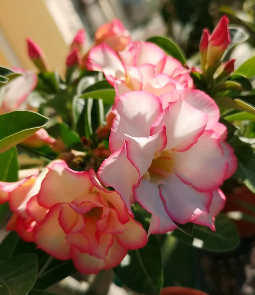 84个沙漠玫瑰品种，收起来慢慢看，待到来年春天选几种喜欢的养