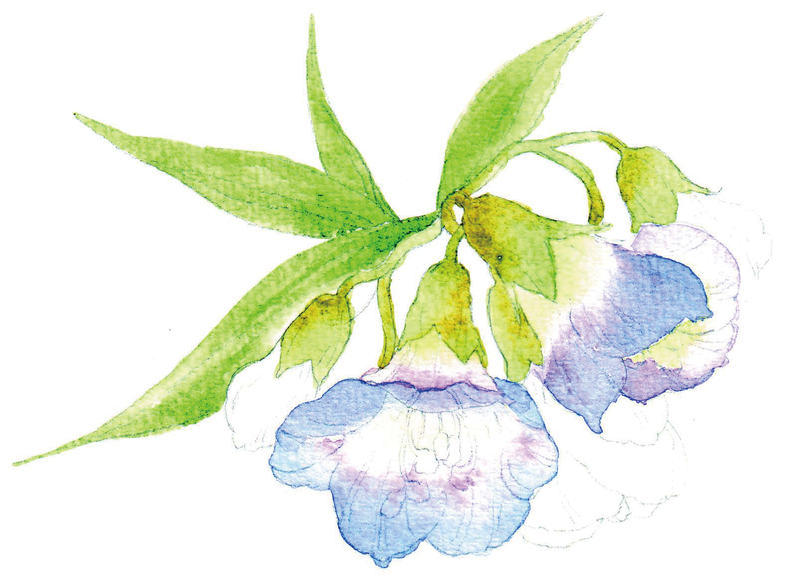 清爽又干净的水彩花卉手绘,学习水彩花卉画法步骤