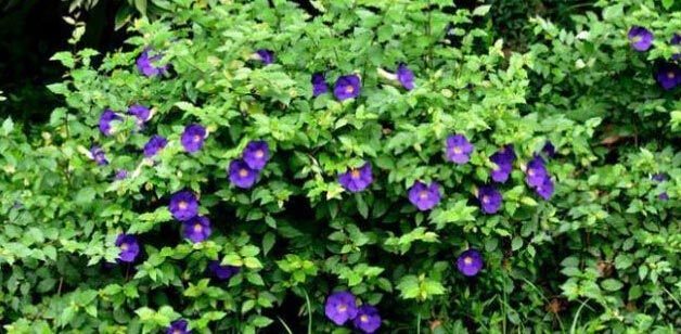 粉色和紫色的植物有哪些,紫色的植物有哪些品种