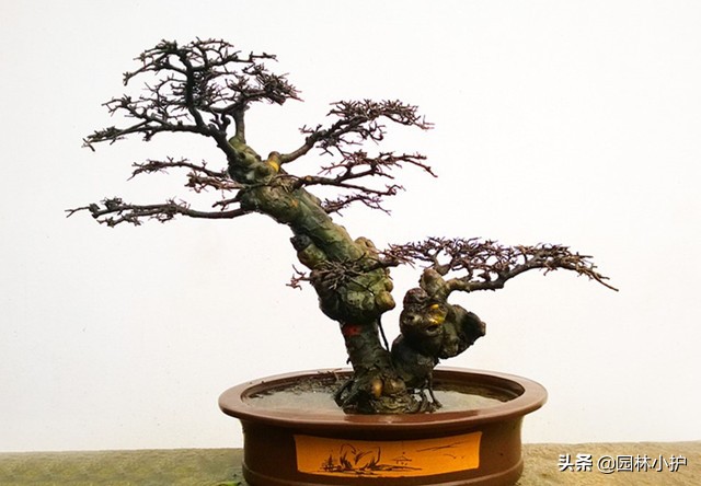 树桩盆景的八大流派,简述盆景八大流派常用的植物