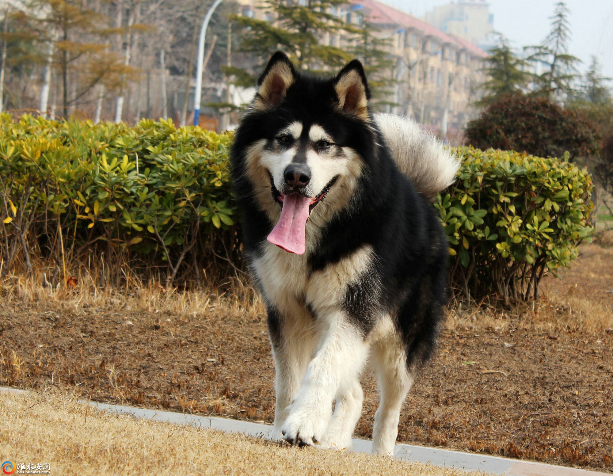 盘点10种脾气最好的狗,性格温和的狗有哪些