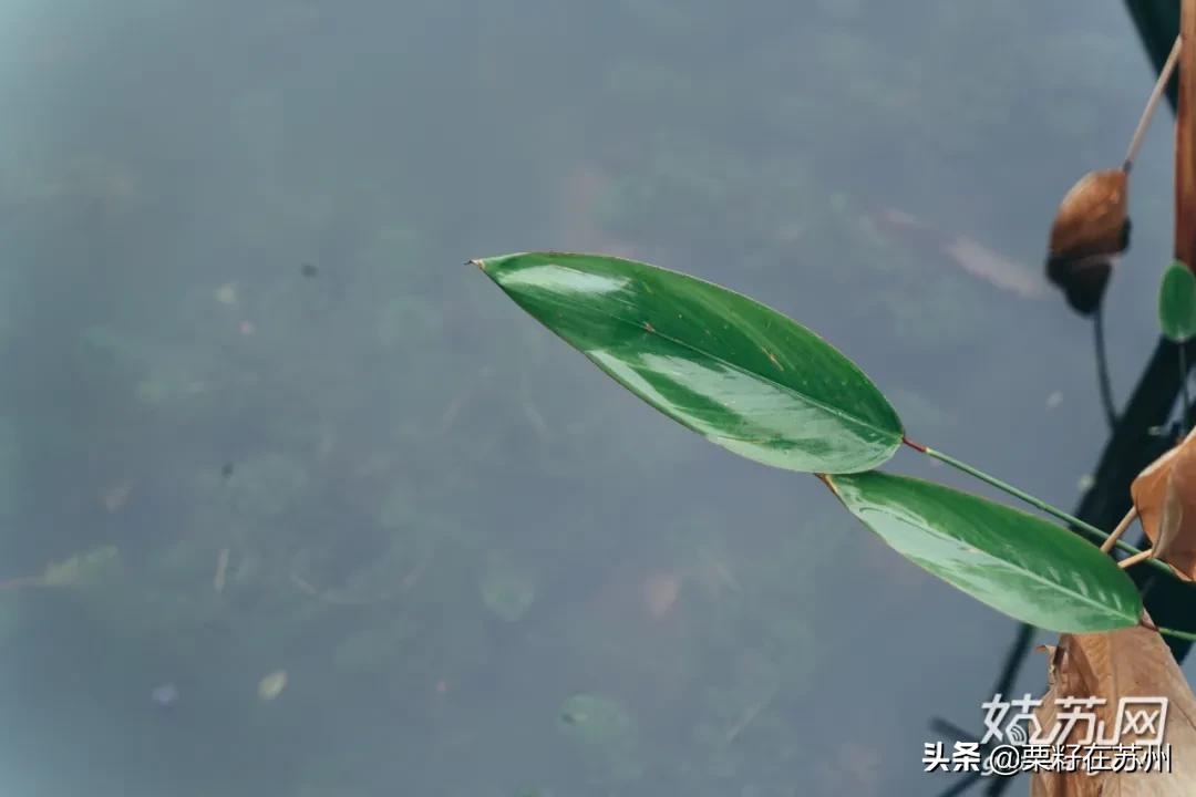 苏州古城区步行道,苏州古城步行线路石路