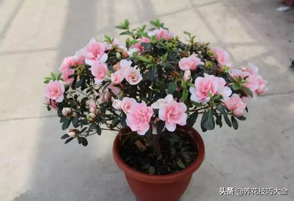 五行缺金养什么花,什么花风水命理最旺人养