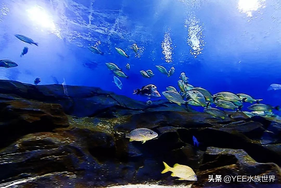 养鱼遇到的问题和解决办法,养鱼太麻烦了