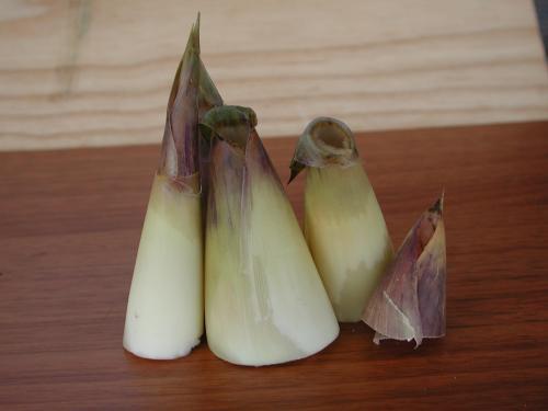 竹笋应该怎么弄呢,怎样的竹笋比较好种