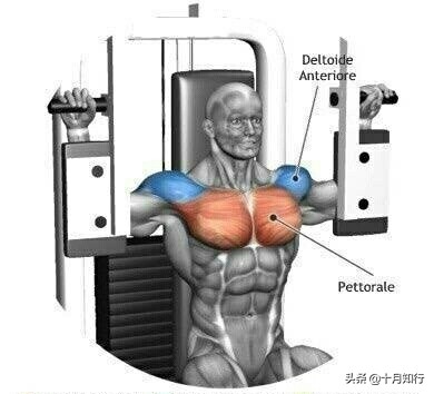 最有效把胸肌练硬训练,把胸肌练厚徒手