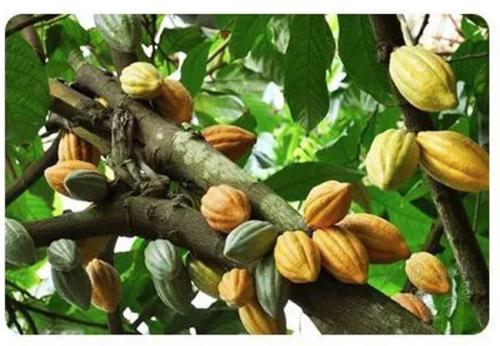 脸上挤出来白色条状物是螨虫么,挤出来的白色的小米粒是螨虫吗