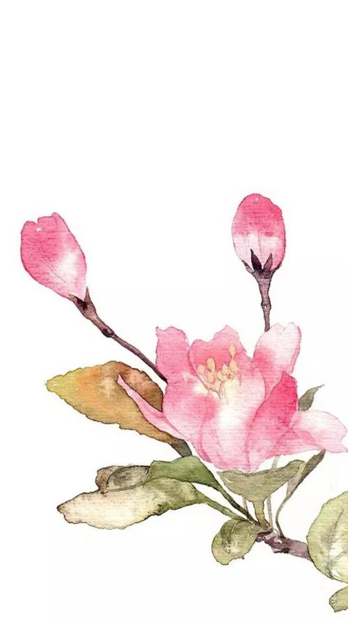 投桃报李的桃李意思,投桃报李中的桃李是同一科植物吗