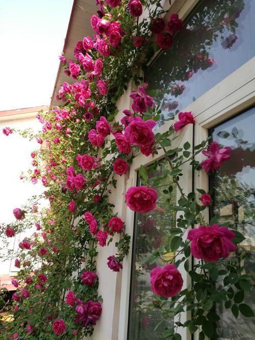 藤本月季花的冬季修剪,藤本月季太茂密花后修剪