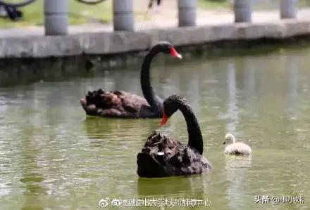 福州大学吃饭视频,福州三中蹭饭