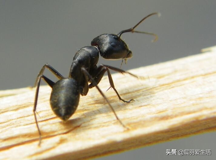 黑蚂蚁毒性大还是红蚂蚁毒性大,红蚂蚁和黑蚂蚁的哪个毒性强