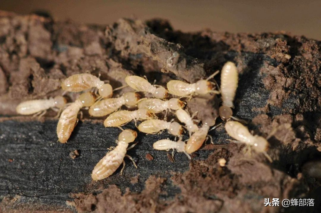 土人参多少钱一苗,土人参1千克得多少钱