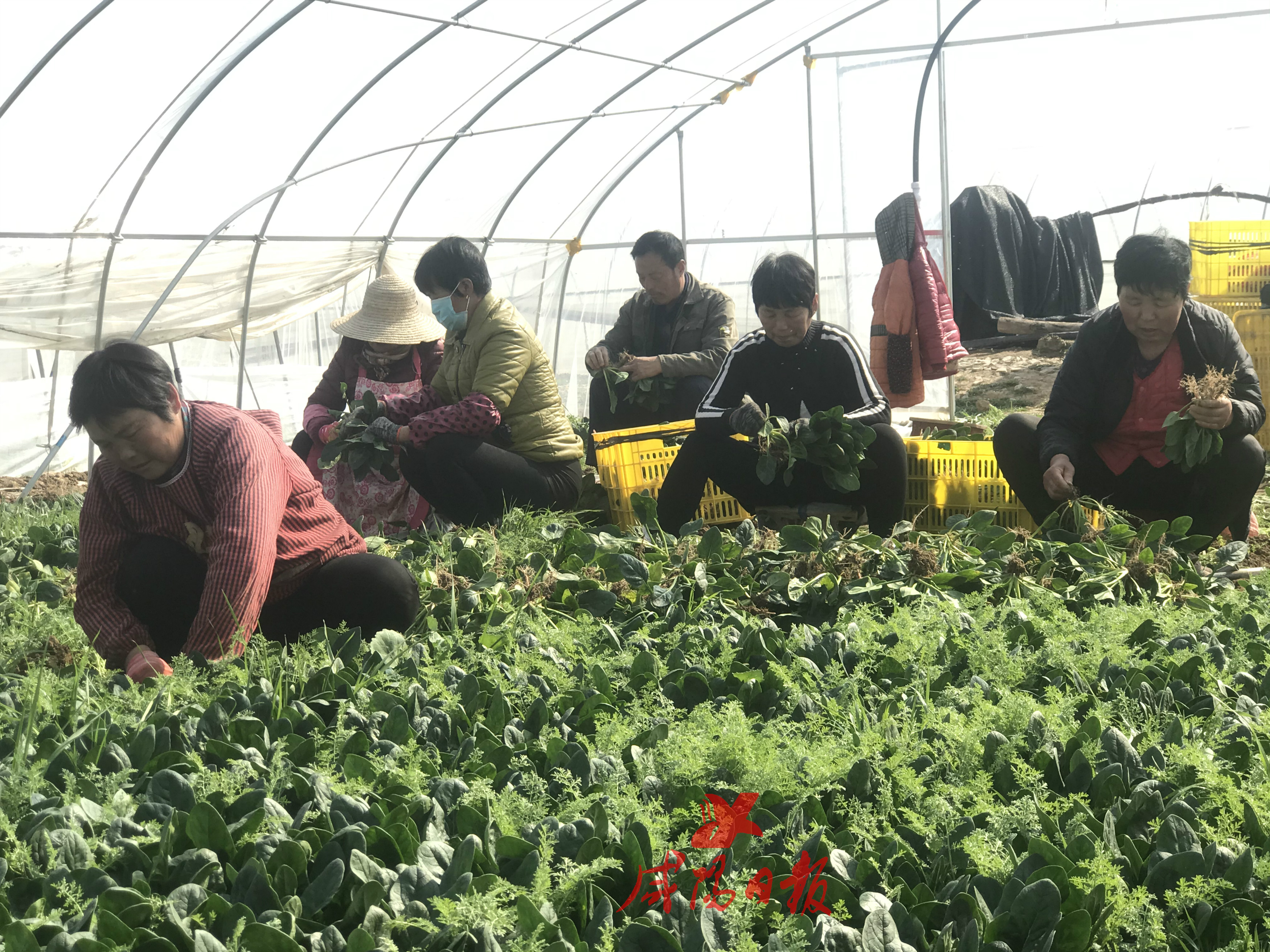 杨村蔬菜种植,杨村蔬菜大棚