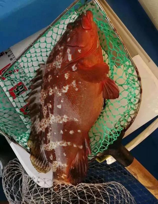 大物线组防缠绕绑法全教程,防挂底远投线组绑法图解