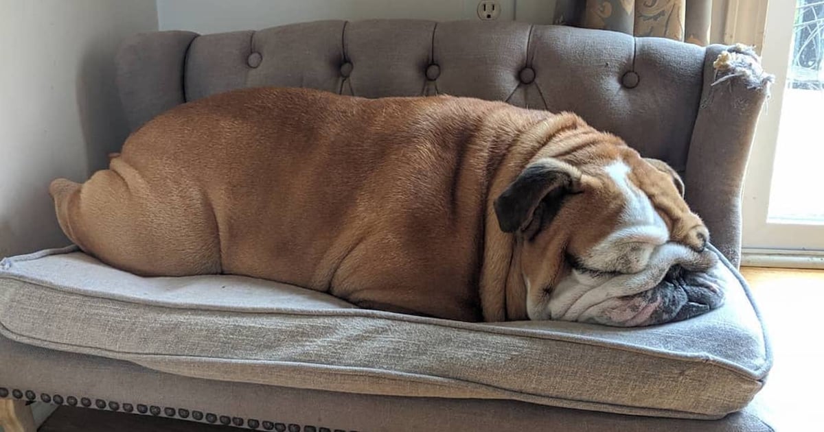 英国斗牛犬的优点和缺点有哪些呢,英国斗牛犬优点与缺点