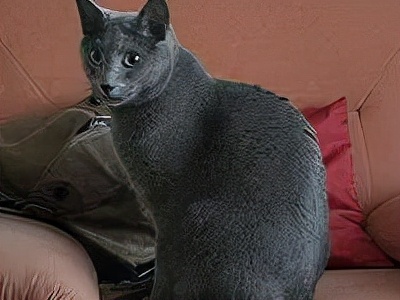 长着胡子的猫咪什么品种,有胡子的猫咪是哪种猫