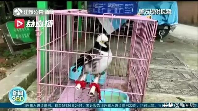 这只鸟成精了竟然会说人话,这鸟成精了原版视频