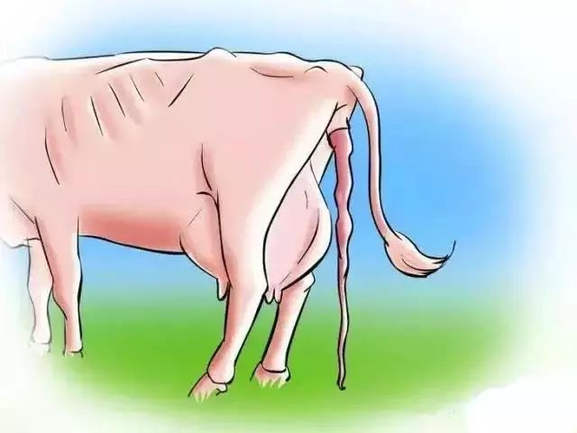 怎么辨别奶牛的奶真假,奶牛分娩前有哪些征兆