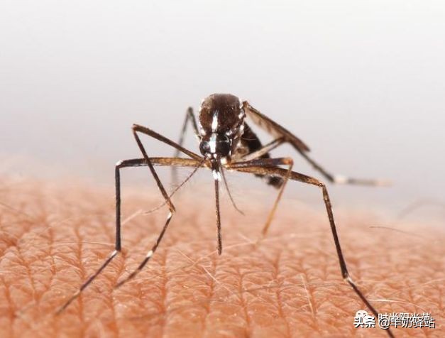 家里蚊子多怎么办只需简单一招,家里蚊子很多教你一招蚊子死光光