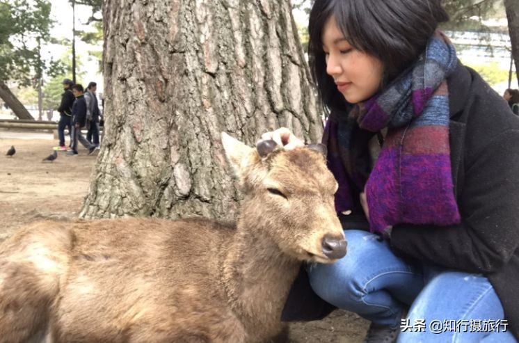 日本“神兽”不只有奈良鹿，日本网红动物主题旅行攻略